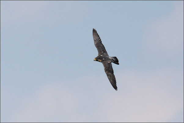 Ein Lannerfalke (Falco biarmicus) im Gleitflug (Tscheschien). Aufnahme aus einer AF-Testserie<br />Sony Alpha 77 m II mit SAL 500 mm F4 G SSM