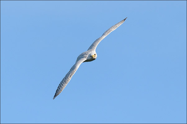Ein Gerfalke (Falco rusticolus) im Gleitflug (Norwegen).<br />Nikon D800E mit AF-S NIKKOR 500 mm 1:4G ED VR und TC-14e II
