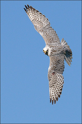 Ein Gerfalke (Falco rusticolus) im Kurvenflug. (Norwegen).<br />Nikon D3x mit AF-S NIKKOR 500 mm 1:4G ED VR