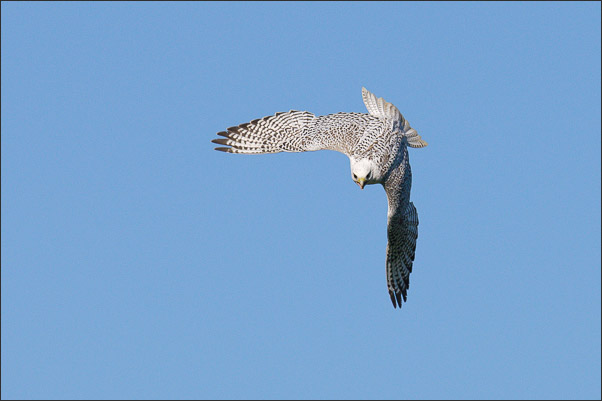 Gerfalke (Falco rusticolus) beim Abknicken in den Sturzflug (Norwegen).<br />Nikon D3x mit AF-S NIKKOR 500 mm 1:4G ED VR