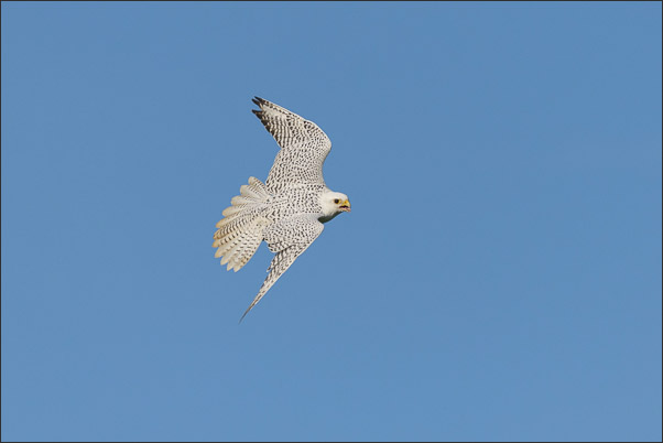 Ein Gerfalke (Falco rusticolus) im Kurvenflug (Norwegen).<br />Nikon D800E mit AF-S NIKKOR 500 mm 1:4G ED VR
