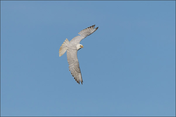 Ein Gerfalke (Falco rusticolus) im Kurvenflug (Norwegen).<br />Nikon D800E mit AF-S NIKKOR 500 mm 1:4G ED VR