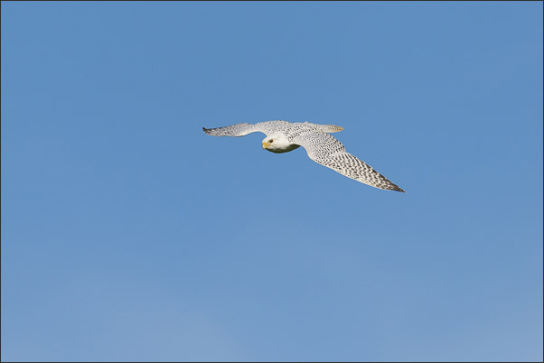 Ein Gerfalke (Falco rusticolus) im Gleitflug (Norwegen).<br />Nikon D800E mit AF-S NIKKOR 500 mm 1:4G ED VR