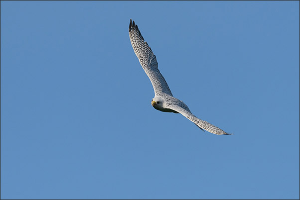 Ein Gerfalke (Falco rusticolus) im Gleitflug (Norwegen).<br />Nikon D800E mit AF-S NIKKOR 500 mm 1:4G ED VR