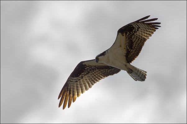 Ein Fischadler (Pandion haliaetus carolinensis) auf Beuteflug. Aufgenommen im Yellowstone NP, Wyoming (USA).<br />Nikon D3s mit AF-S NIKKOR 500 mm 1:4G ED VR und TC-14E II