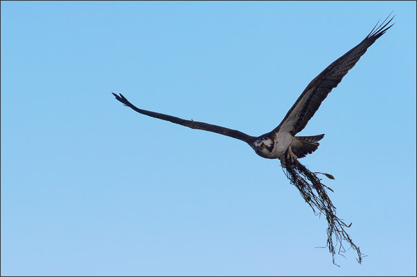 Nestbau. Ein Fischadler (Pandion haliaetus carolinensis) mit Nestmaterial im Yellowstone NP, Wyoming (USA).<br />Nikon D3s mit AF-S NIKKOR 500 mm 1:4G ED VR und TC-14E II