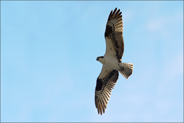 Fischadler (Pandion haliaetus carolinensis) im �berflug. Aufgenommen im Yellowstone NP, Wyoming (USA).<br />Nikon D3s mit AF-S NIKKOR 500 mm 1:4G ED VR und TC-14E II
