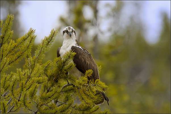 Fischadler (Pandion haliaetus carolinensis) auf seinem Ansitz. Aufgenommen am Firefole River, Wyoming (USA).<br />Nikon D3s mit AF-S NIKKOR 500 mm 1:4G ED VR und TC-20E III