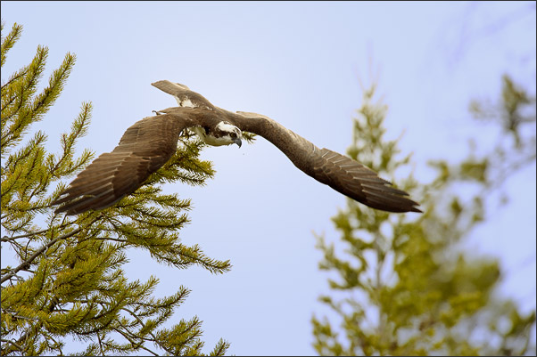 Abflug. Ein Fischadler (Pandion haliaetus carolinensis). Aufgenommen am Firehole River, Wyoming (USA).<br />Nikon D3s mit AF-S NIKKOR 500 mm 1:4G ED VR und TC-14E II