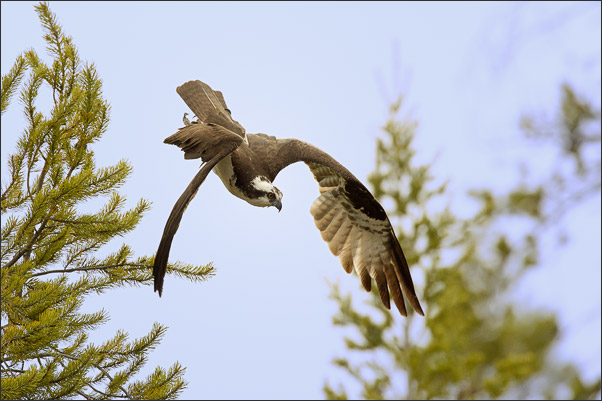 Im Sturzflug. Ein Fischadler (Pandion haliaetus carolinensis) am Firehole River, Wyoming (USA).<br />Nikon D3s mit AF-S NIKKOR 500 mm 1:4G ED VR und TC-14E II