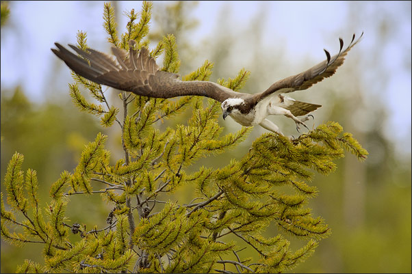 Ein Fischadler (Pandion haliaetus carolinensis) beim Abheben. Aufgenommen im Yellowstone NP, Wyoming (USA).<br />Nikon D3s mit AF-S NIKKOR 500 mm 1:4G ED VR und TC-14E II