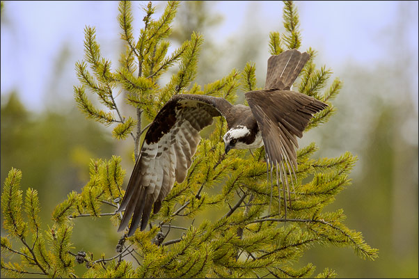 Sturzflug. Ein Fischadler (Pandion haliaetus carolinensis) am Firehole River, Wyoming (USA).<br />Nikon D3s mit AF-S NIKKOR 500 mm 1:4G ED VR und TC-14E II