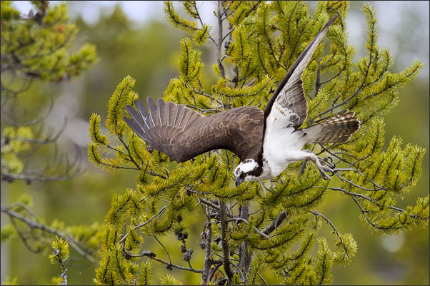 Sturz in die Tiefe. Ein Fischadler (Pandion haliaetus carolinensis) beim Start. Aufgenommen im Yellowstone NP, Wyoming (USA).<br />Nikon D3s mit AF-S NIKKOR 500 mm 1:4G ED VR und TC-14E II