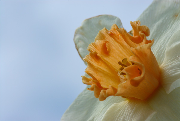 Blick in die Ferne. Eine Narzisse gegen blauen Himmel freigestellt.<br />Nikon D3 mit AF Zoom Micro Nikkor 70-180 mm 1:4,5-5,6D ED