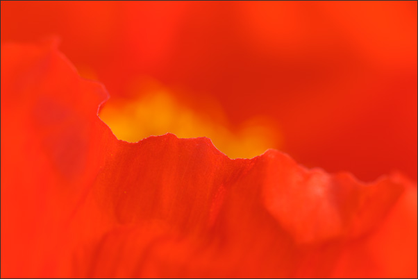 Lava. Durch die geringe Sch�rfentiefe und die Wahl der Sch�rfenebene wird das Motiv abstrahiert.<br />Nikon D3x mit AF-S Micro NIKKOR 105 mm 1:2,8G VR