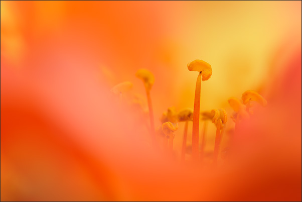 Ein Bick in die Rose. Die Staubbl�tter werden von den unscharfen Bl�tenbl�ttern weich eingerahmt.<br />Nikon D3x mit AF-S Micro NIKKOR 105 mm 1:2,8G VR mit TC-14e II