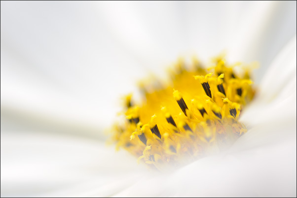 Ganz in wei�. <br />Nikon D3x mit AF Micro NIKKOR 200 mm 1:2,8D ED