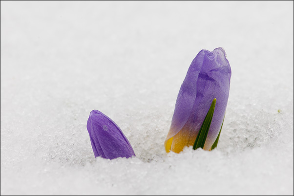 Zweifarbig. Dieses interessante Duo an Krokusknospen wure mit einer tiefen Kameraposition besonders betont.<br />Nikon D3x mit AF Micro NIKKOR 60 mm 1:2,8D