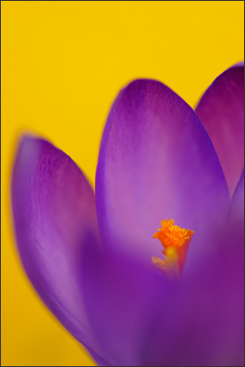 Kontraste! Gelbe Krokusse im Hintergrund kontrastieren den Krokus im Vordergrund.<br />Nikon D3x mit AF-S Micro NIKKOR 105 mm 1:2,8G VR