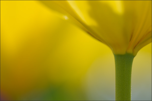 Ganz in Gelb. <br />Nikon D3x mit AF-S Micro NIKKOR 105 mm 1:2,8G VR