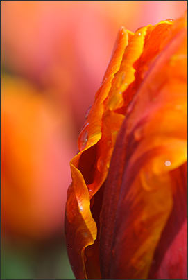 Erg�nzt. Der starke Anschnitt dieser Tulpenbl�te regt zum Erg�nzen des Motivs an.<br />Nikon D3 mit AF-S Micro NIKKOR 105 mm 1:2,8G VR