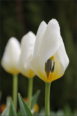 Triade. Eine interessante Anordnung der Tulpen wird noch durch das fehlende Bl�tenblatt erg�nzt.<br />Nikon D3 mit AF Zoom Micro Nikkor 70-180 mm 1:4,5-5,6D ED