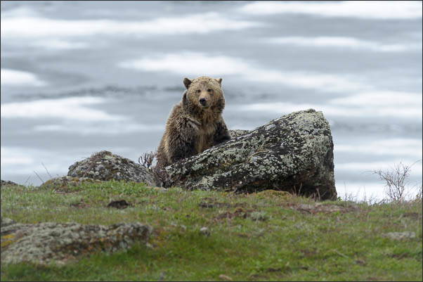 Grizzly-B�r (Ursus arctos horribilis) vor dem zugefrorenen Yellowstone Lake im Yellowstone Nationalpark (USA).<br />Nikon D3s mit AF-S NIKKOR 500 mm 1:4G ED VR und TC-14e II