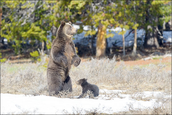 Grizzly-B�rin (Ursus arctos horribilis) mit etwa 4 Monate altem Jungtier im Yellowstone Nationalpark (USA).<br />Nikon D3s mit AF-S NIKKOR 500 mm 1:4G ED VR und TC-14e II