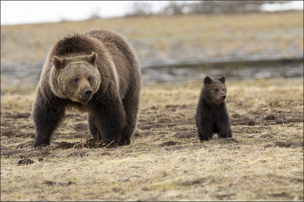 Grizzly-B�rin (Ursus arctos horribilis) mit etwa 4 Monate altem Jungtier im Yellowstone Nationalpark (USA).<br />Nikon D3s mit AF-S NIKKOR 500 mm 1:4G ED VR und TC-14e II