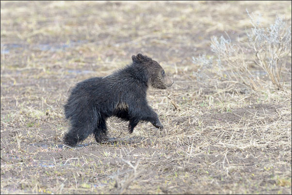 Grizzly-B�r Junges (Ursus arctos horribilis) von etwa 4 Monaten im Yellowstone Nationalpark (USA).<br />Nikon D3s mit AF-S NIKKOR 500 mm 1:4G ED VR und TC-14e II