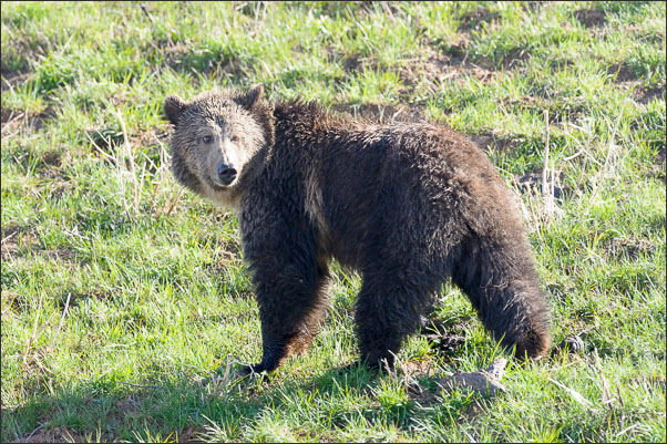 Grizzly-B�r (Ursus arctos horribilis) im Yellowstone Nationalpark (USA).<br />Nikon D3s mit AF-S NIKKOR 500 mm 1:4G ED VR und TC-14e II