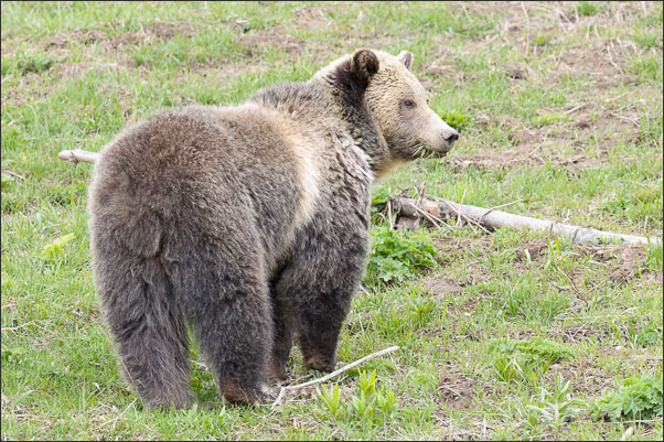 Grizzly-B�r (Ursus arctos horribilis) beim Grasen im Yellowstone Nationalpark (USA).<br />Nikon D3x mit AF-S NIKKOR 500 mm 1:4G ED VR und TC-14e II