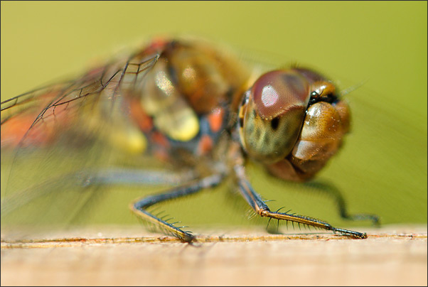 Makro-Portrait einer Gro�en Heidelibelle (Sympetrum striolatum).<br />Nikon D200 mit AF-S Micro NIKKOR 105 mm 1:2,8G VR