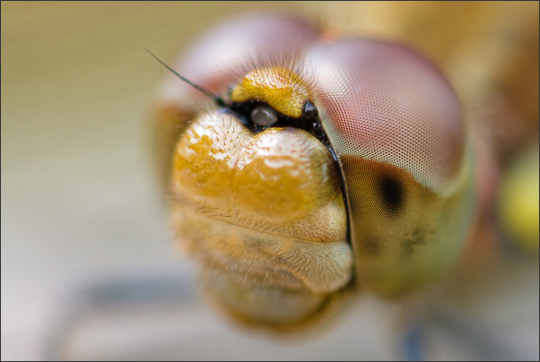 Makro-Portrait exterm: Kopf einer Gemeinen Heidelibelle (Sympetrum vulgatum) mit 1,8-facher Vergr��erung.<br />Nikon D200 mit Zeiss Luminar II 63 mm 1:4,5 an Novoflex BALPRO T/S
