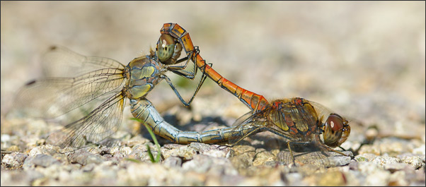 Makro-Panorama: Zwei Gemeine Heidelibellen (Sympetrum vulgatum) bei der Paarung.<br />Nikon D200 mit AF Micro NIKKOR 200 mm 1:4D ED