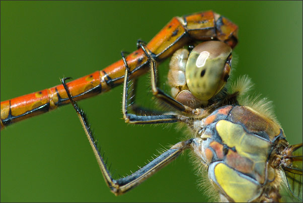 Bei der Paarung packt das M�nnchen das Weibchen der Gemeinen Heidelibelle (Sympetrum vulgatum) im Nacken.<br />Nikon D200 mit AF Micro NIKKOR 200 mm 1:4D ED