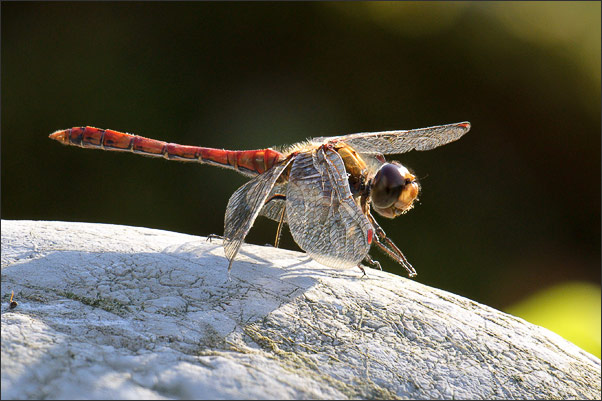 Deep Focus Fusion aus 37 Einzelaufnahmen: Grosse Heidelibelle (Sympetrum striolatum) im Abendlicht.<br />Nikon D3x mit AF-S NIKKOR 500 mm 1:4G ED VR und Zwischenring
