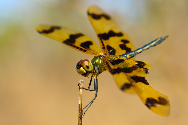 Diese Segellibelle Graphic Flutterer (Rhyothemis graphiptera) aus dem Norden Australiens begleitete mich eine ganze Weile.<br />Nikon D200 mit AF Micro NIKKOR 60 mm 1:2,8D