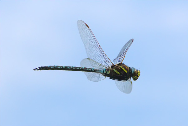 Herbst-Mosaikjungfer (Aeshna mixta) im Flug. Aufgenommen mit einer Kombination aus Vorfokussieren und AF.<br />Nikon D3x mit AF Micro NIKKOR 200 mm 1:4D ED