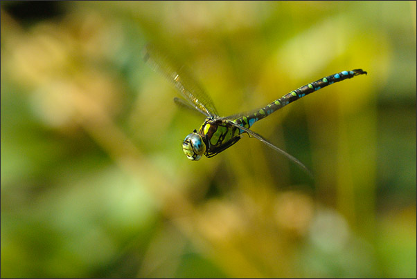 Blaugr�ne Mosaikjungfer (Aeshna cyanea) im Flug. Aufgenommen mit einer Kombination aus Vorfokussieren und AF.<br />Nikon D200 mit AF Micro NIKKOR 200 mm 1:4D ED