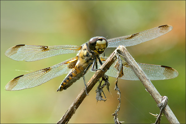 Deep Focus Fusion einer Vierflecklibelle  der Unterart praenublia (Libellula qudrimacultata f. praenublia). Zusammengesetzt aus 15 Aufnahmen.<br />Nikon D3x mit AF-S Micro NIKKOR 105 mm 1:2,8G VR