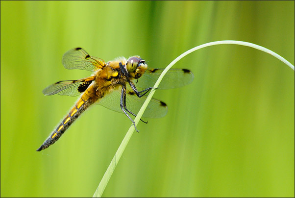 Dynamik und Ruhe: Vierfleck (Libellula quadrimaculata) auf einem gespannten Blatt.<br />Nikon D200 mit AF-S Nikkor 400 mm 1:2,8G ED VR mit Zwischenring