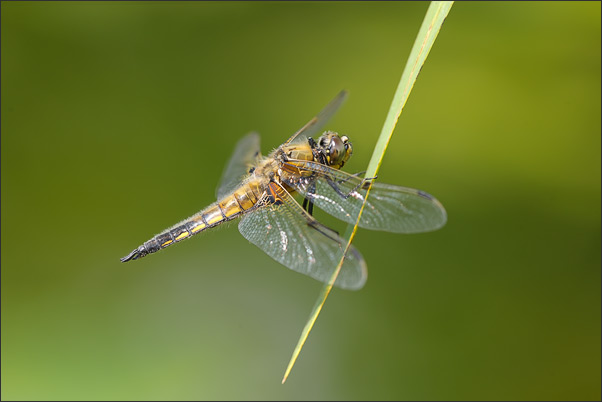 Vierflecklibelle (Libellula qudrimacultata im Profil.<br />Nikon D3x mit AF Micro NIKKOR 200 mm 1:4D ED