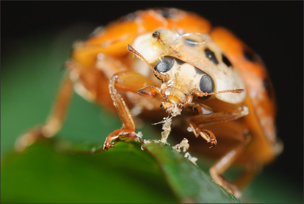 Oh, bin ich dreckig! Kopfvierpunkt-Marienk�fer (Harmonia quadripunctata) beim Putzen mit 6-facher Vergr��erung.<br />Nikon D200 mit Nikon Macro-Nikkor 35 mm 1:4,5 an Novoflex BALPRO T/S
