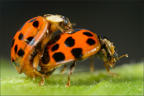 Zwei Asiatischer Marienk�fer (Harmonia axyridis) bei der Kopulation (2,15-fache Vergr��erung)<br />Nikon D800E mit Zeiss Luminar II 63 mm an umgebautem Olympus Telescopic Auto Extension Tube 65-116 mm