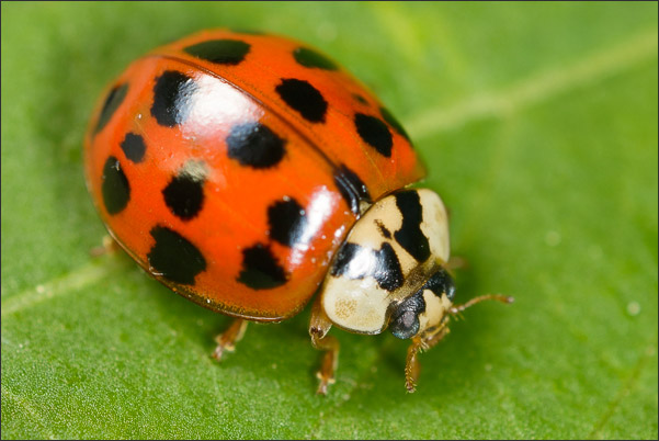 Ein Asiatischer Marienk�fer (Harmonia axyridis) von oben fotografiert (2,6-fache Vergr��erung).<br />Nikon D800E mit Zeiss Luminar II 63 mm an umgebautem Olympus Telescopic Auto Extension Tube 65-116 mm