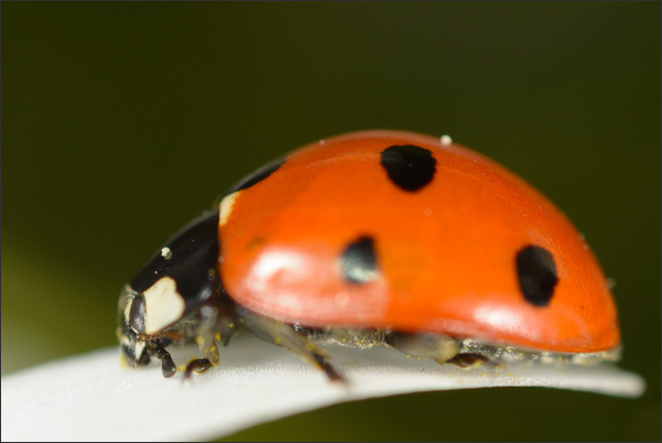 Ein Siebenpunkt-Marienk�fer (Coccinella septempunctata) auf einem Margeriten-Bl�tenblatt.<br />Nikon D800E mit Zeiss Luminar II 63 mm an umgebautem Olympus Telescopic Auto Extension Tube 65-116 mm