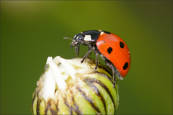 Ein Siebenpunkt-Marienk�fer (Coccinella septempunctata) auf einer Margerite (3,3-fache Vergr��erung).<br />Nikon D800E mit Zeiss Luminar II 63 mm an umgebautem Olympus Telescopic Auto Extension Tube 65-116 mm