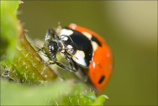 Siebenpunkt-Marienk�fer (Coccinella septempunctata) beim Fressen einer Blattlaus (2,9-fache Vergr��erung).<br />Nikon D800E mit Zeiss Luminar II 63 mm an umgebautem Olympus Telescopic Auto Extension Tube 65-116 mm
