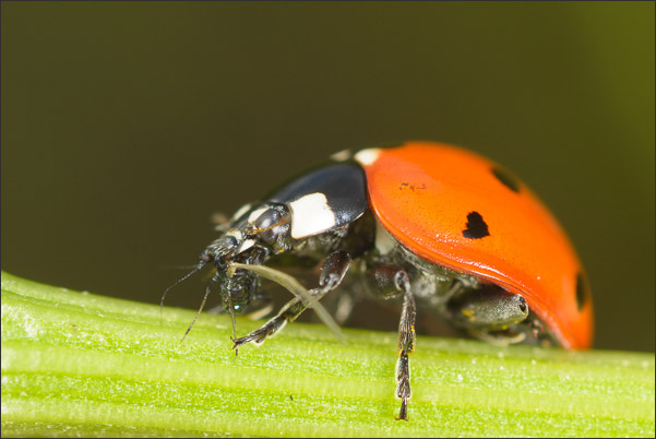 Siebenpunkt-Marienk�fer (Coccinella septempunctata) beim Fressen einer Blattlaus (2,7-fache Vergr��erung).<br />Nikon D800E mit AF-S NIKKOR 500 mm 1:4G ED VR
